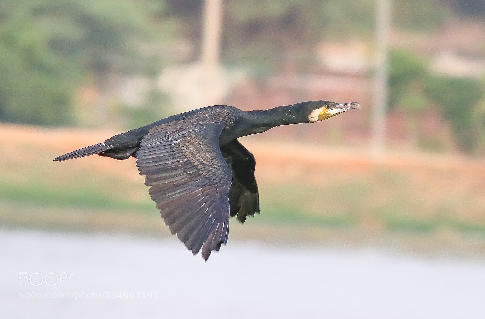 Canon EOS 7D Mark II sample photo. Indian cromorant photography