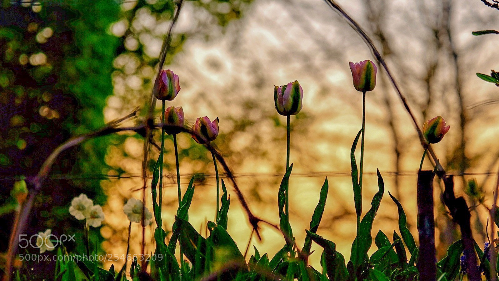 Fujifilm X-E3 sample photo. Composition with tulips.... photography