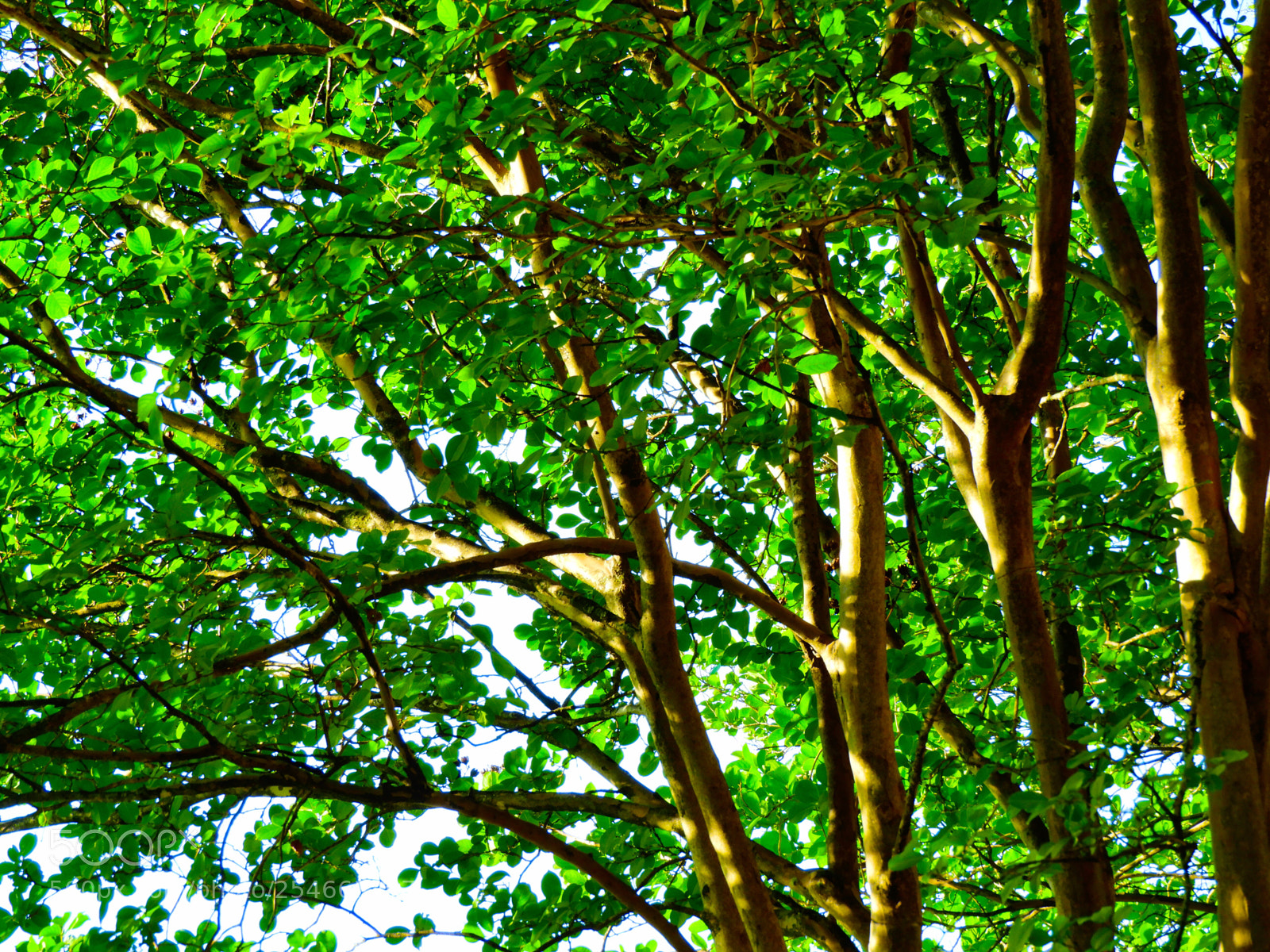 Nikon Coolpix B700 sample photo. Maples in morning sun photography