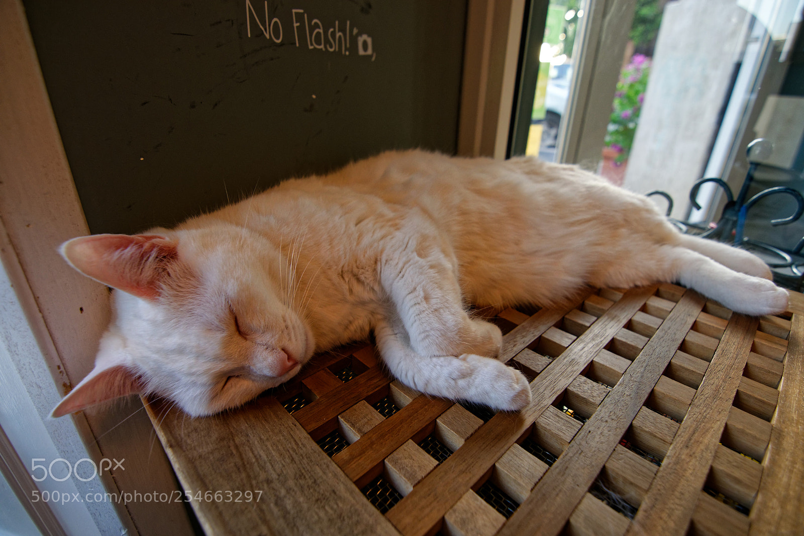 Nikon D3300 sample photo. Have a lazy sunday! ;) photography
