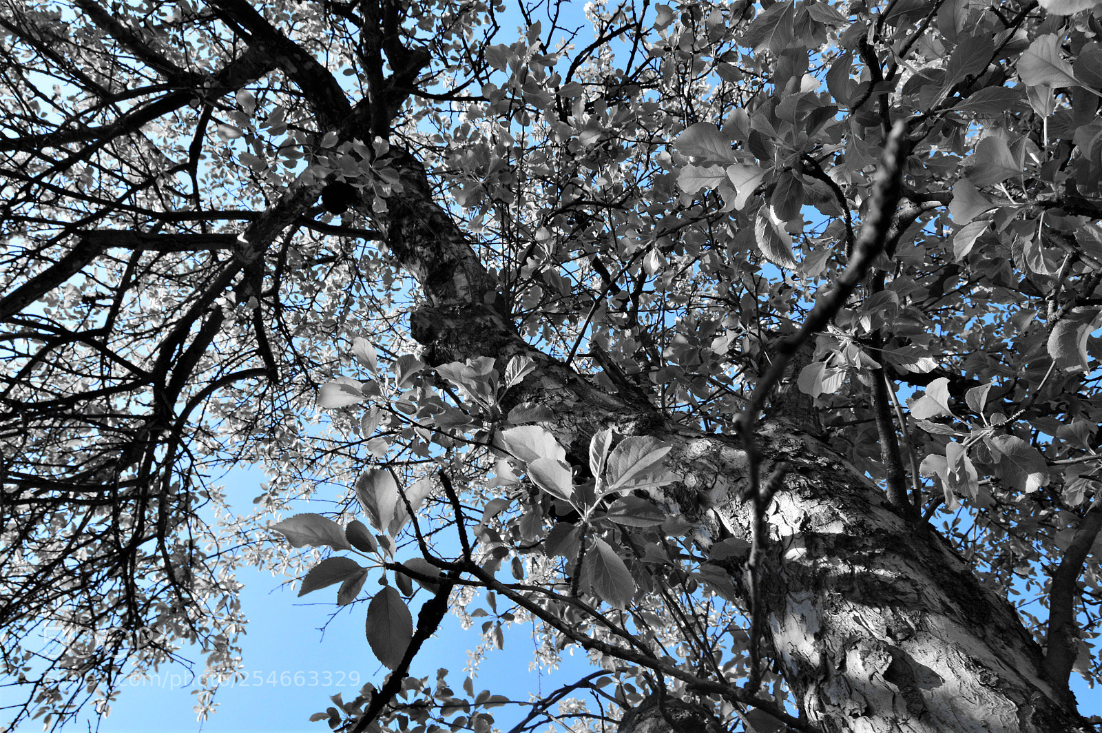 Nikon D3200 sample photo. Spirit of the tree photography