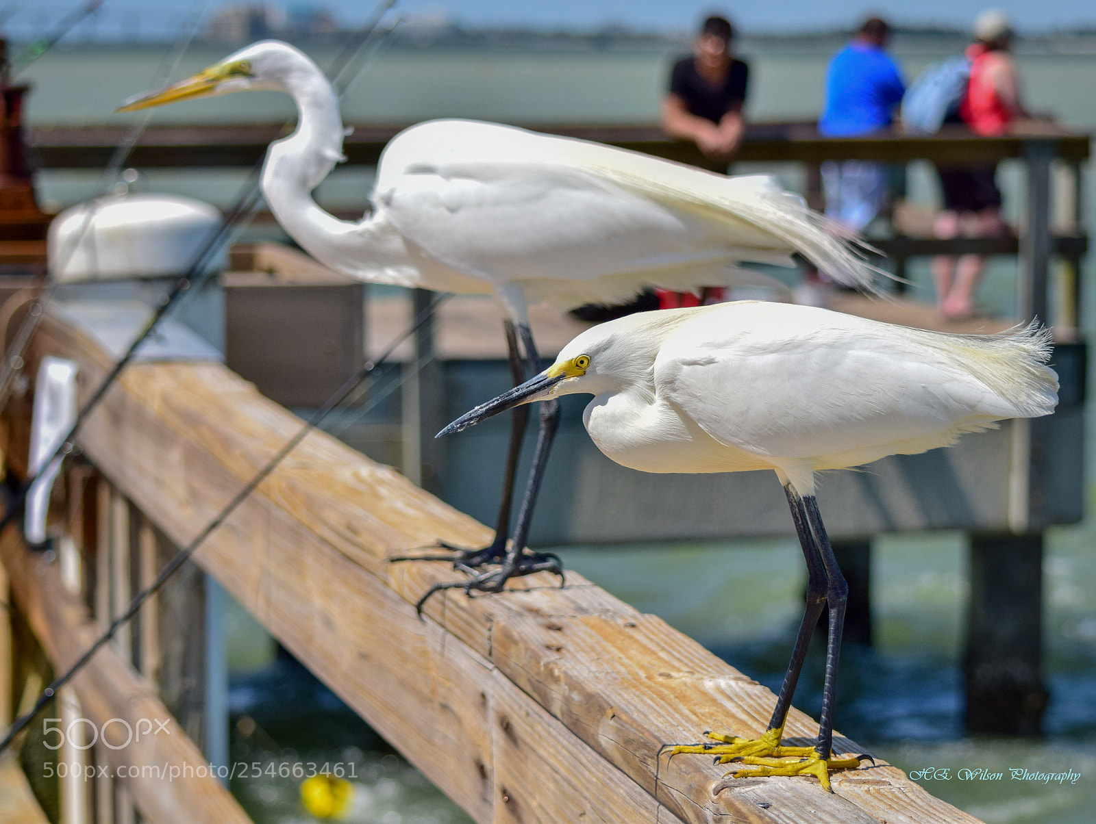 Nikon D3300 sample photo. Fearless photography