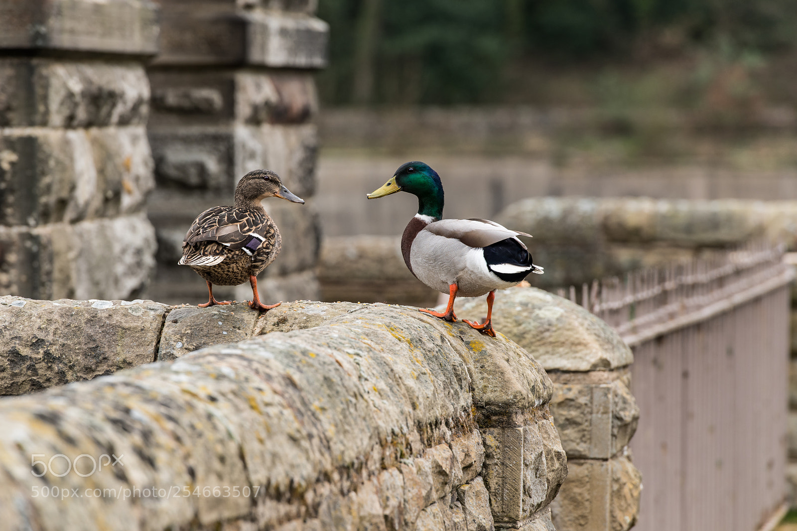 Nikon D850 sample photo. Duck wall photography