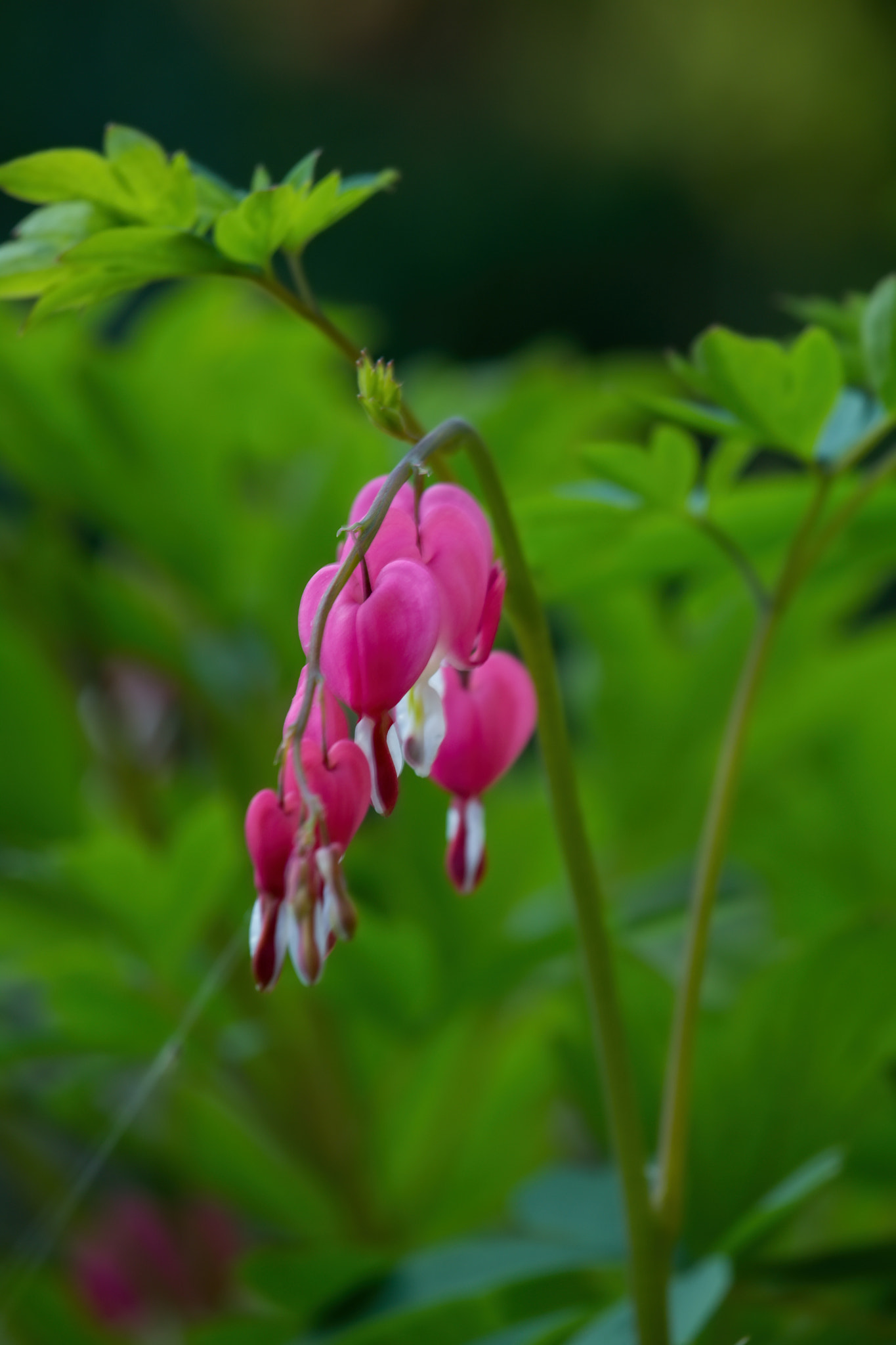 Canon EOS 600D (Rebel EOS T3i / EOS Kiss X5) + Canon EF-S 55-250mm F4-5.6 IS STM sample photo. Lamprocapnos spectabilis photography