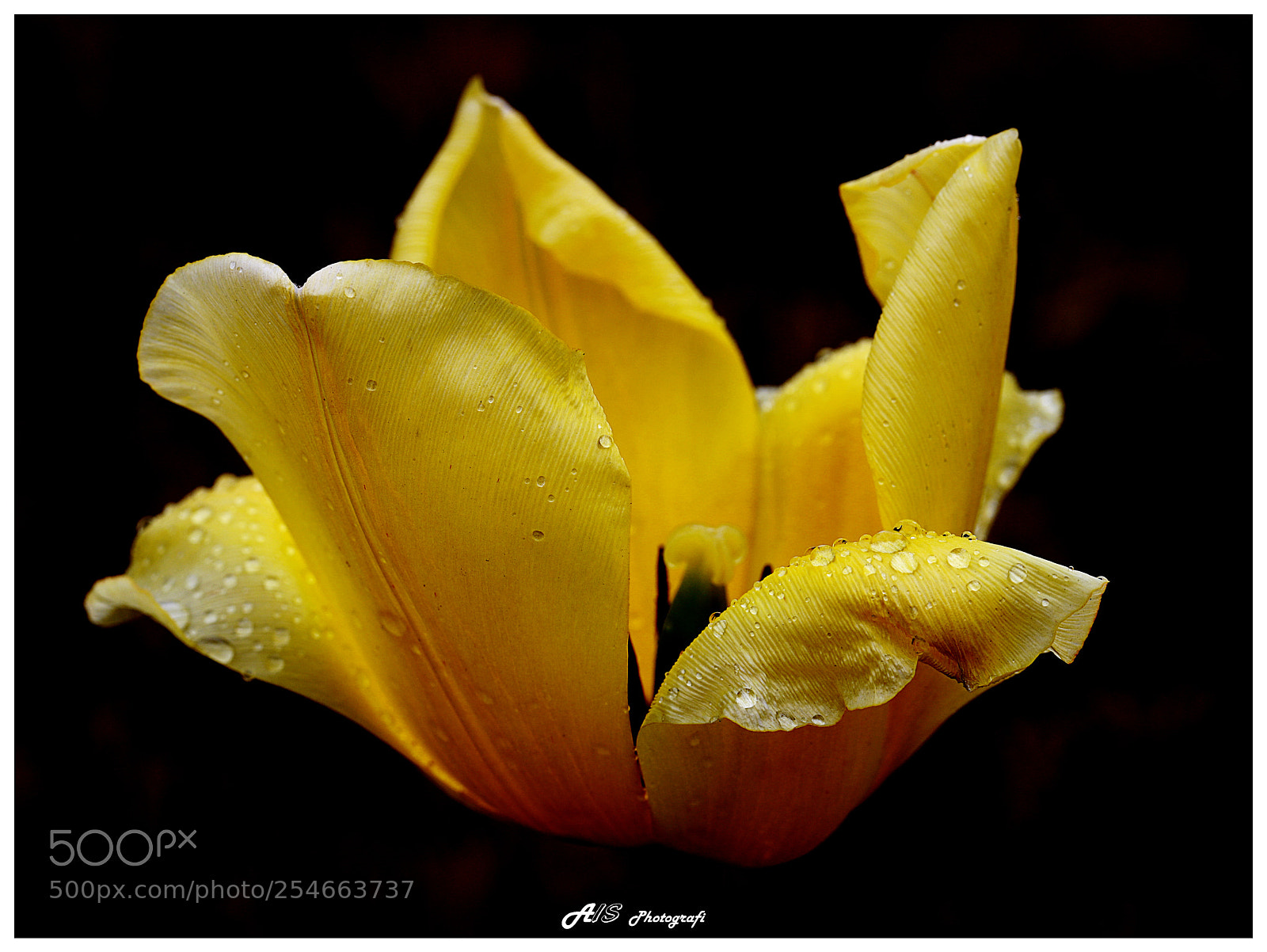Canon EOS 6D Mark II sample photo. Tulips photography