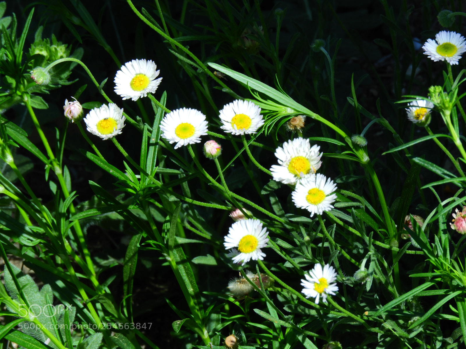 Nikon Coolpix B700 sample photo. Spring wildflowers photography