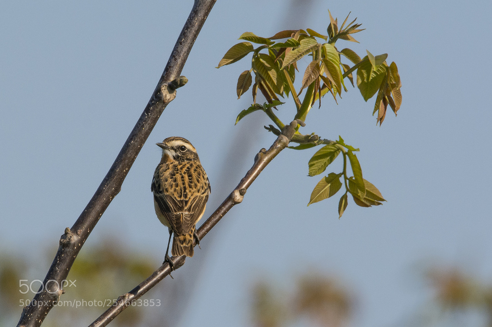 Nikon D7100 sample photo. Whinchat photography