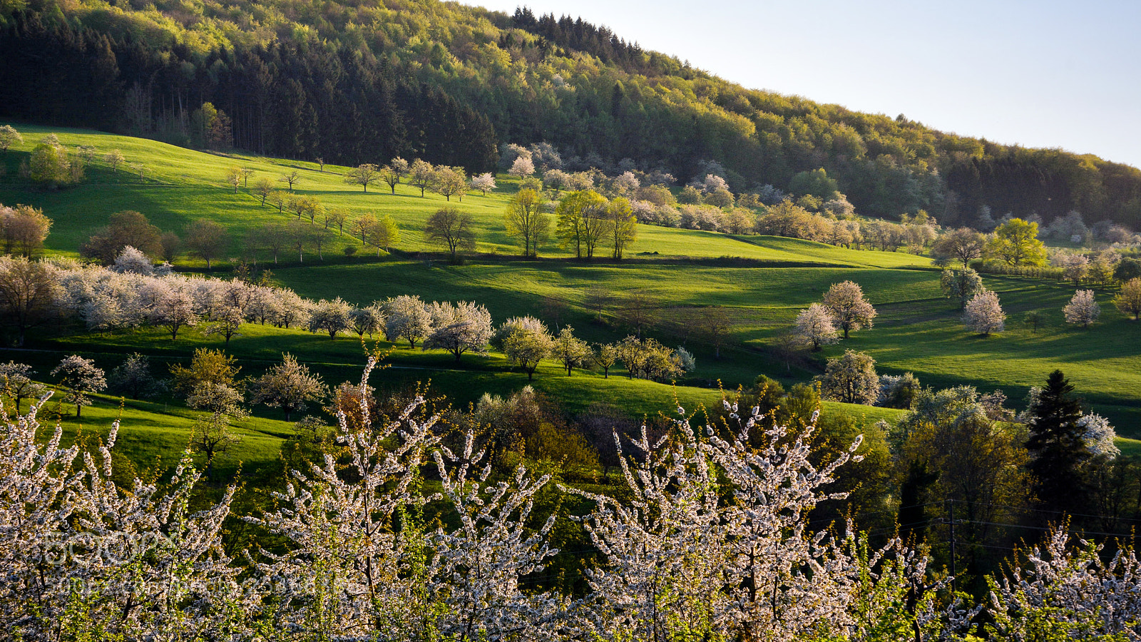 Nikon D7100 sample photo. Spring photography
