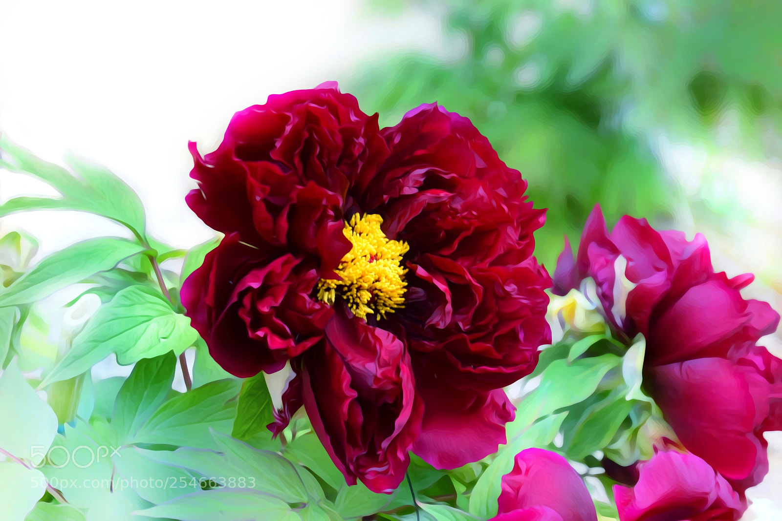 Nikon D3300 sample photo. Peony(2) photography