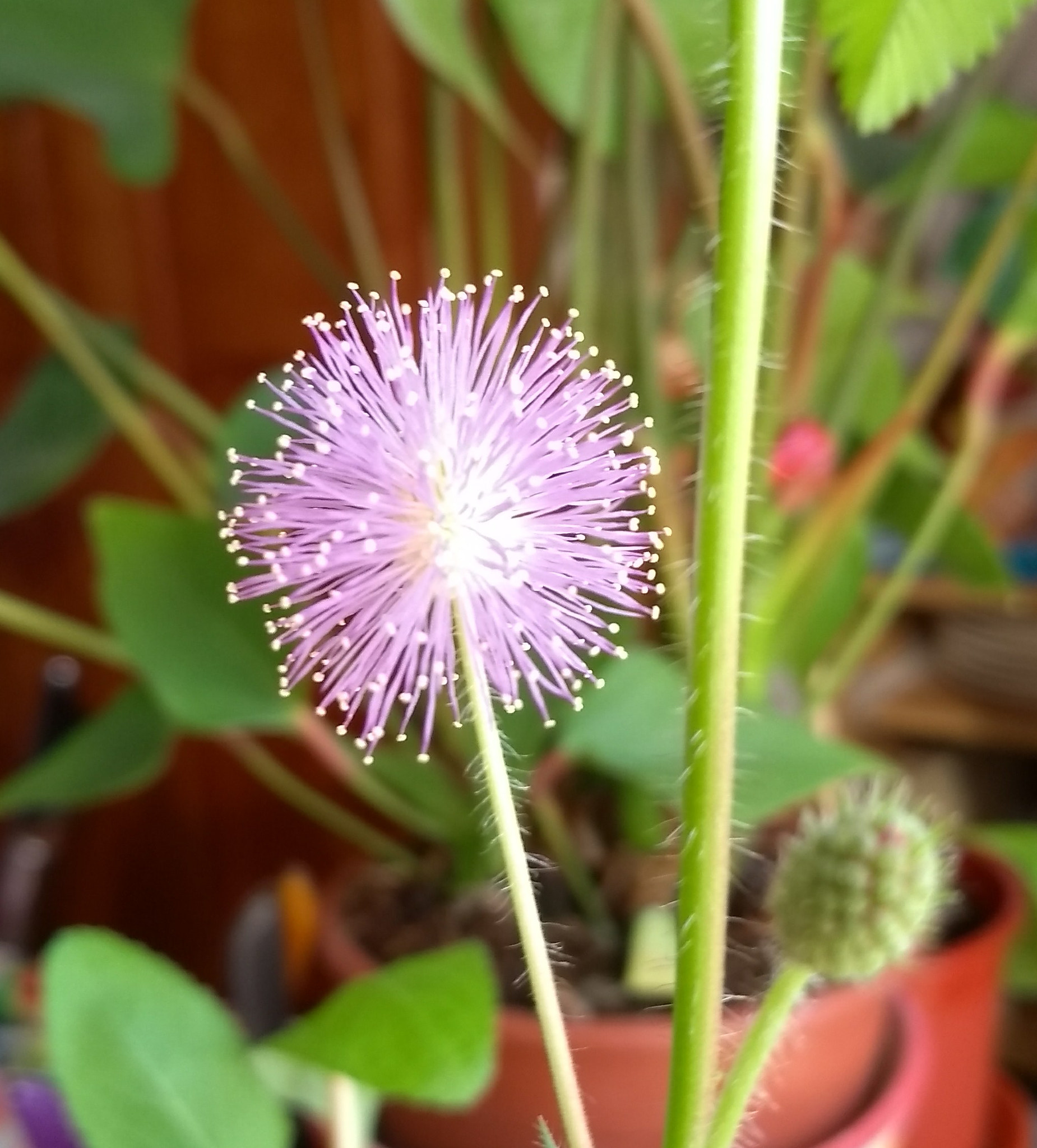 Motorola Moto G (5S) sample photo. Mimosa, the beauty in my garden photography