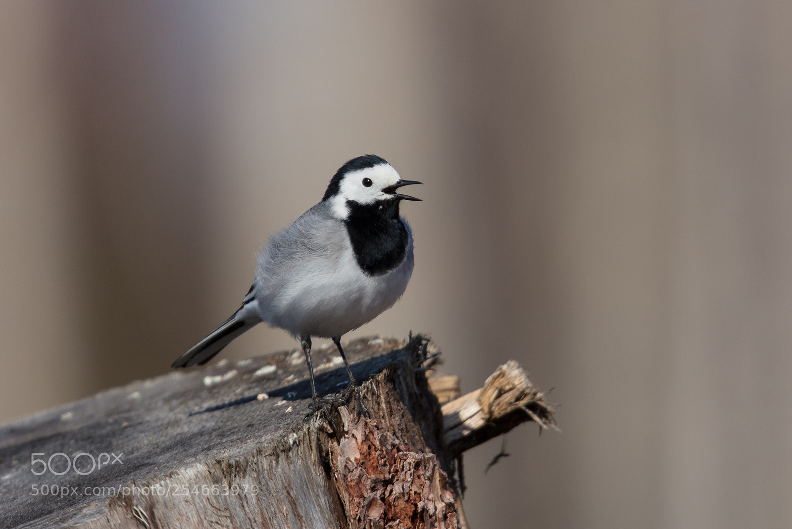 Canon EOS 5DS sample photo. White wagtail photography