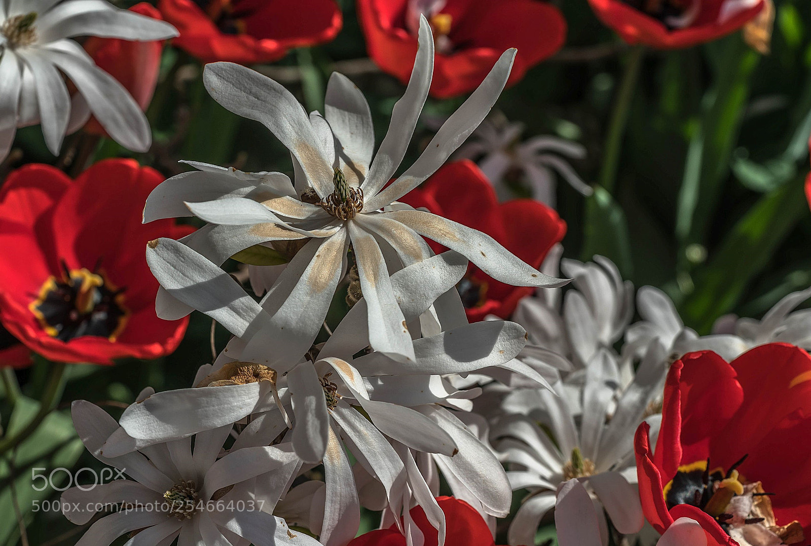 Sony a7R II sample photo. Tulips and magnolias photography