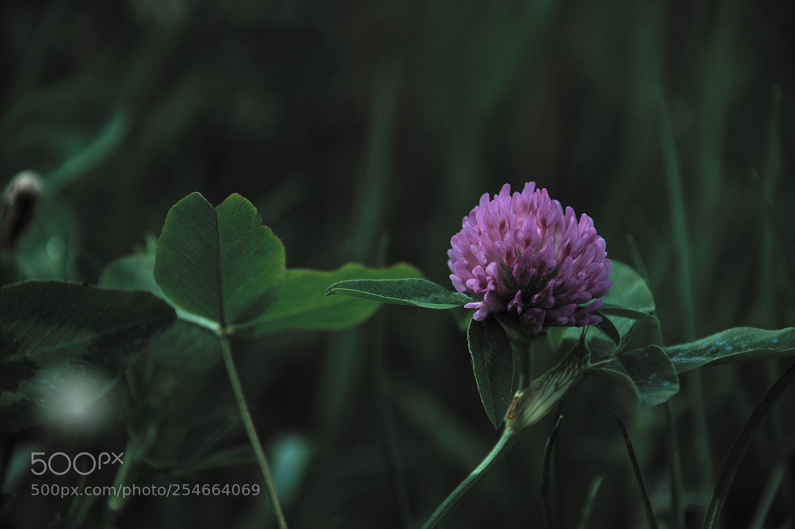Nikon D5000 sample photo. Flower photography