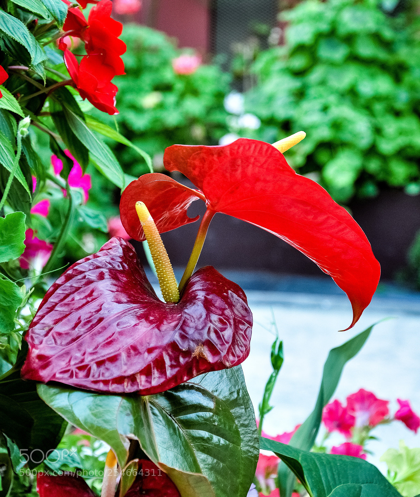Nikon D90 sample photo. Beautiful flower photography