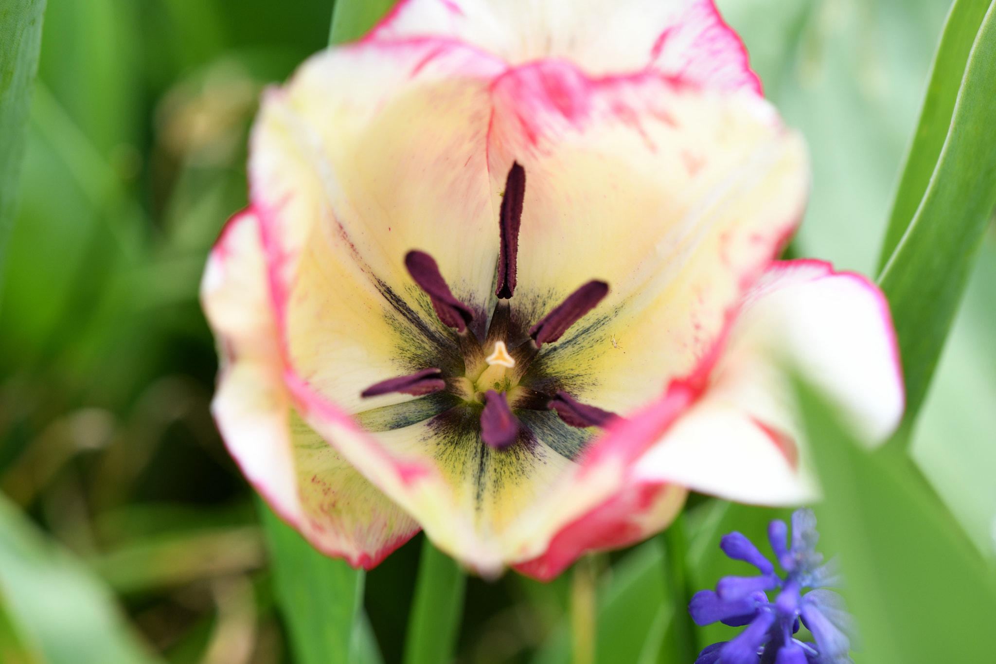 Nikon AF-S DX Micro-Nikkor 85mm F3.5G ED VR sample photo. Tulipe.jpg photography