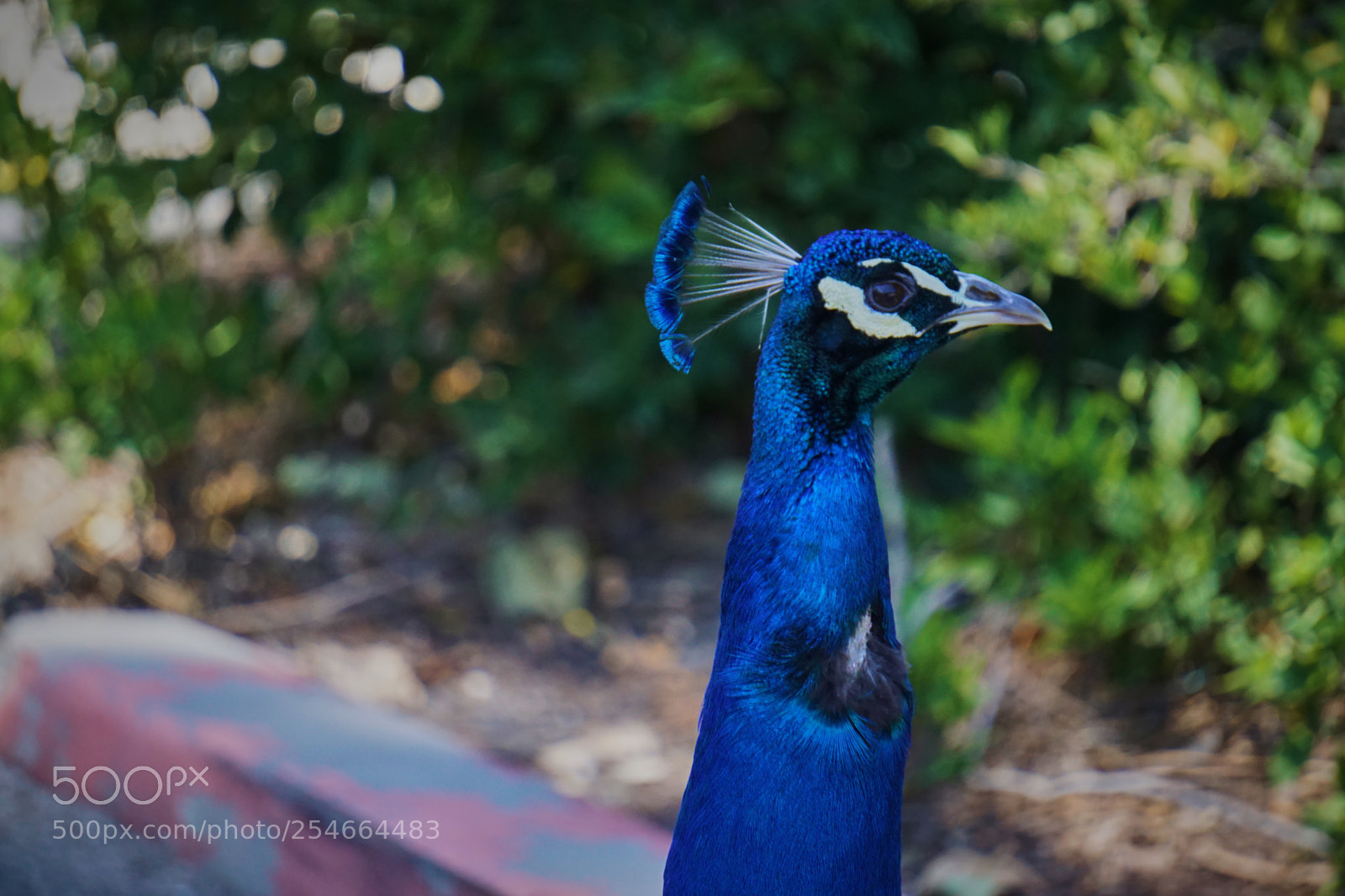 Sony a6000 sample photo. Peacock photography