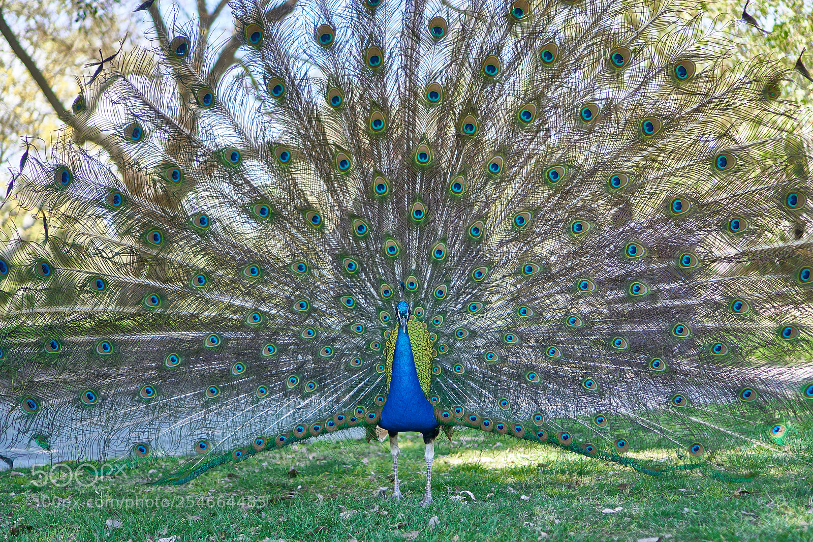 Sony a6000 sample photo. Peacock photography