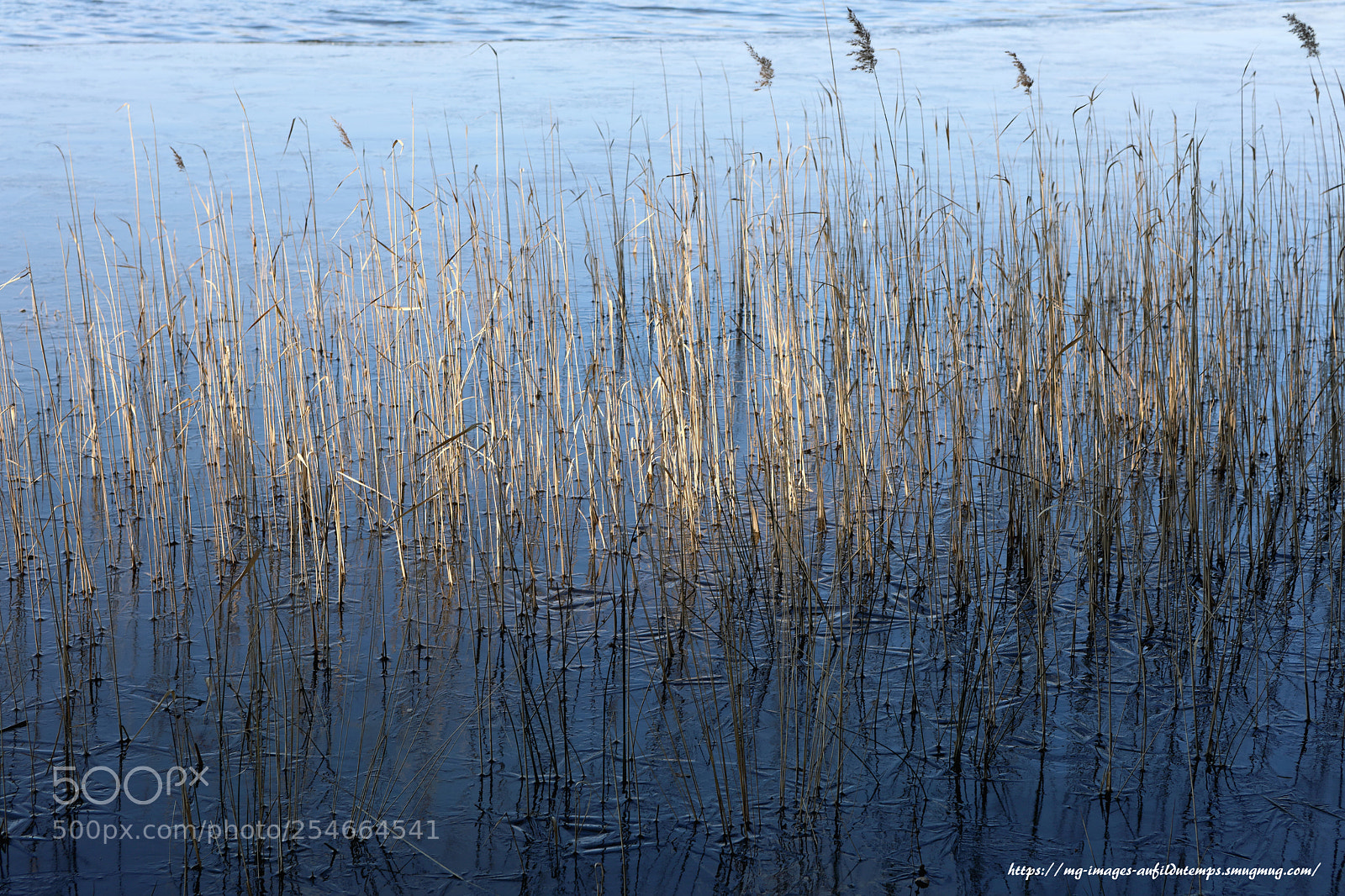 Canon EOS 5D Mark IV sample photo. Winter morning in the photography