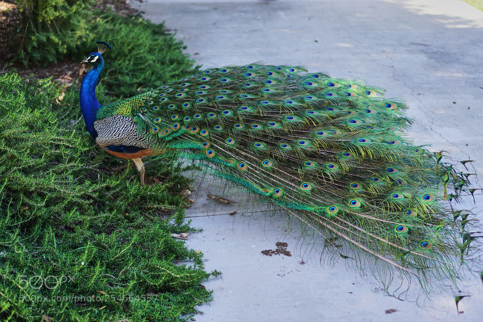 Sony a6000 sample photo. Peacock photography