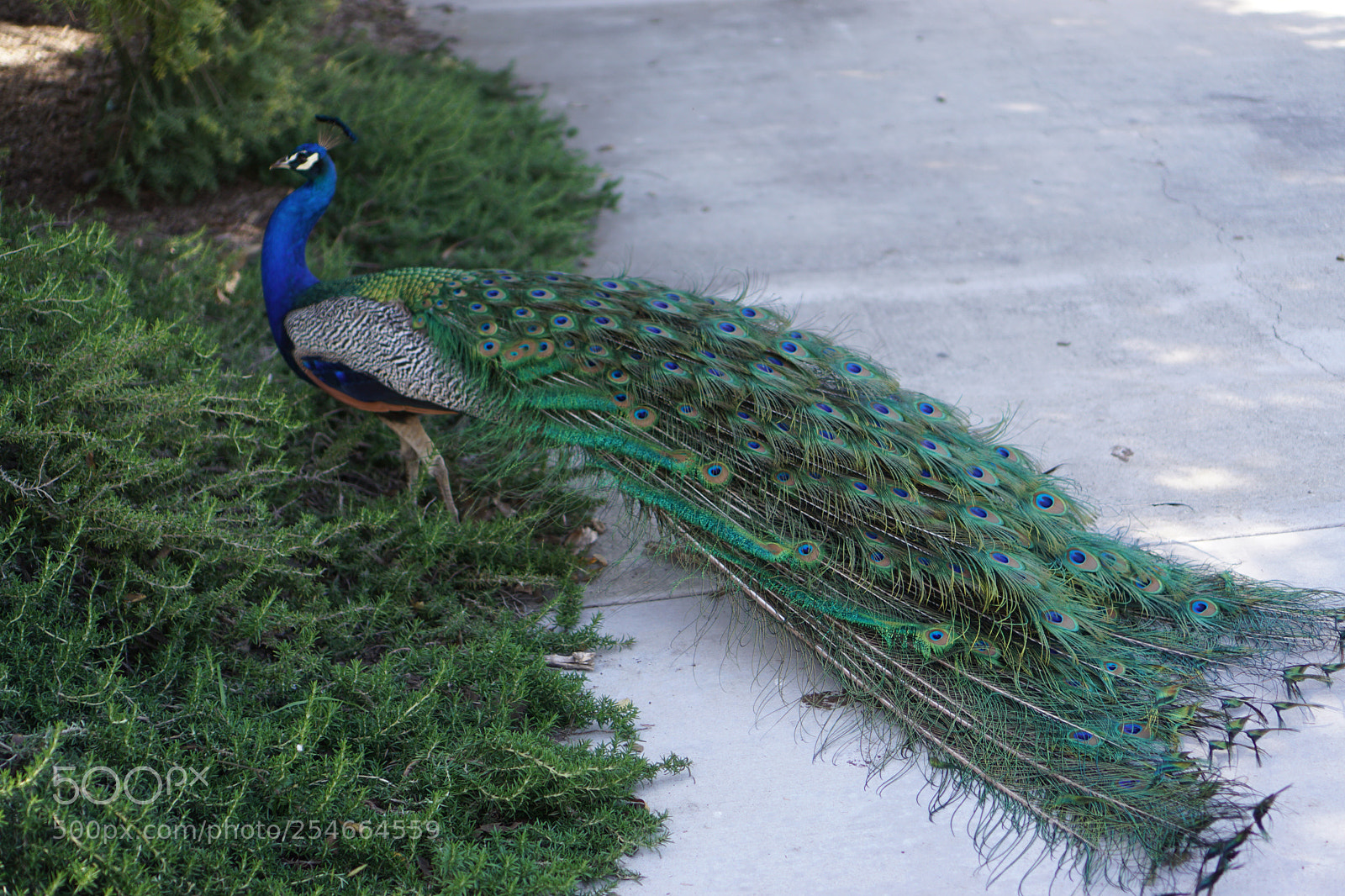Sony a6000 sample photo. Peacock photography