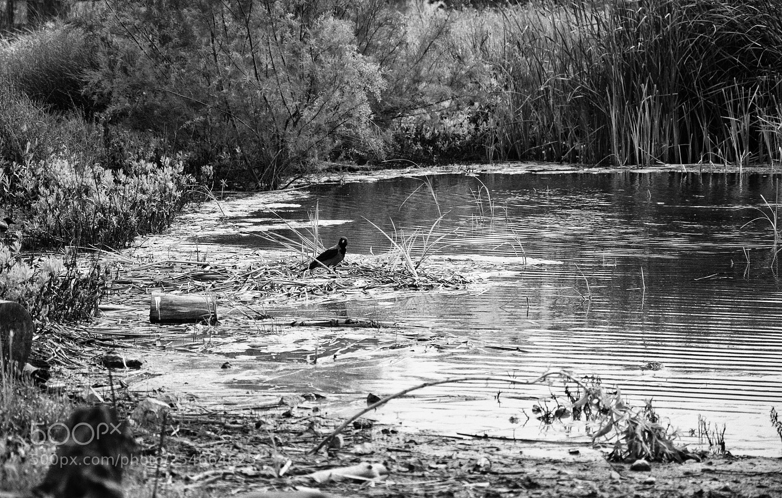 Nikon D5000 sample photo. Bird's watering hole photography