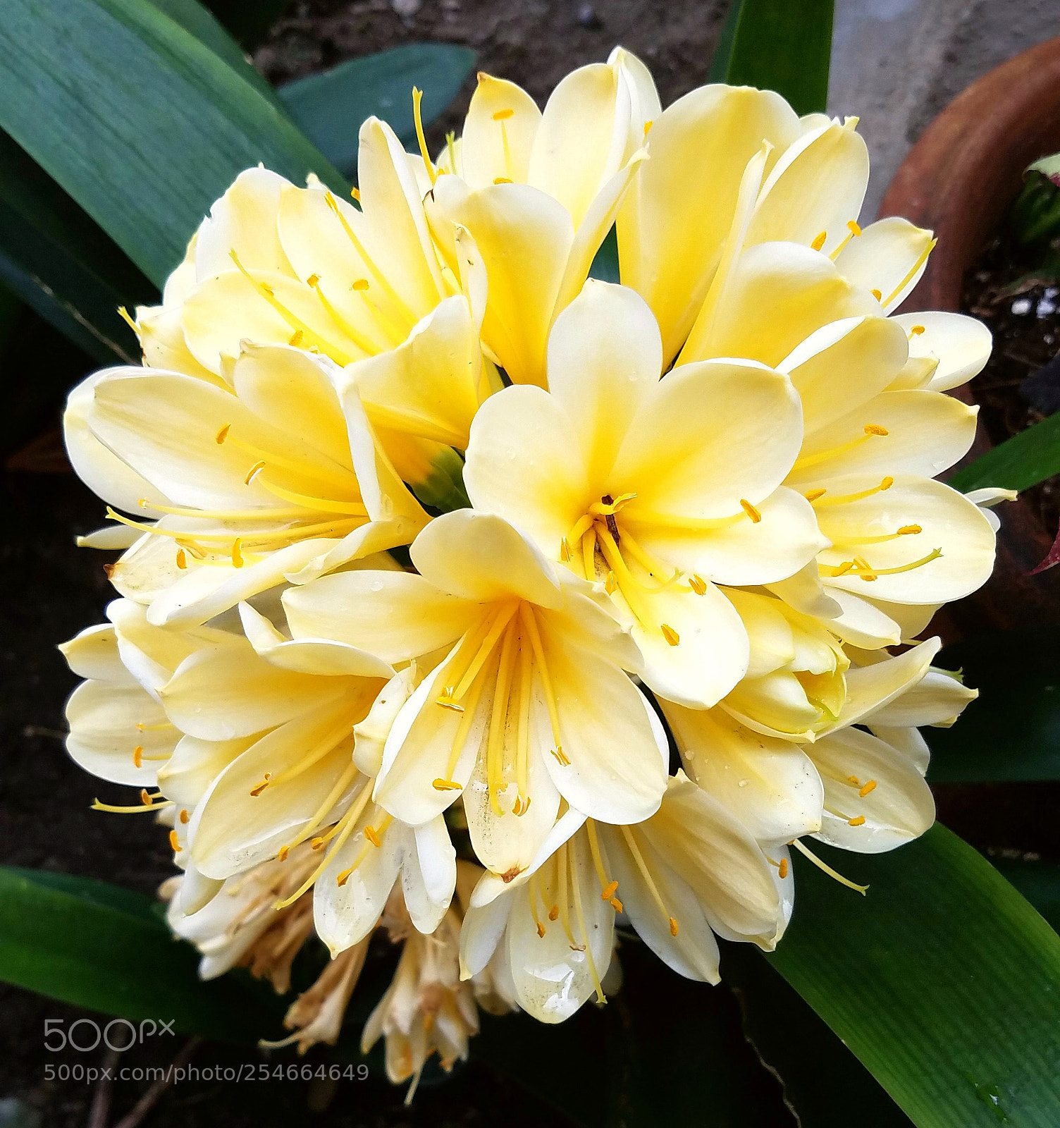 Samsung Galaxy S7 sample photo. Random flower photography