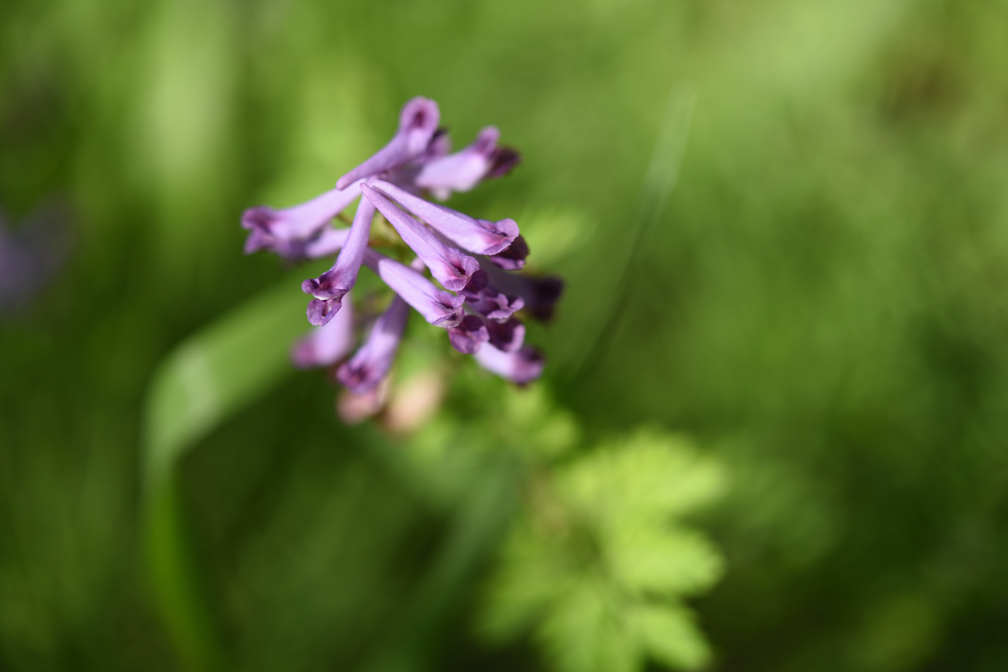 Nikon D750 + Nikon AF-S Micro-Nikkor 60mm F2.8G ED sample photo. ムラサキケマン 金沢城公園 photography