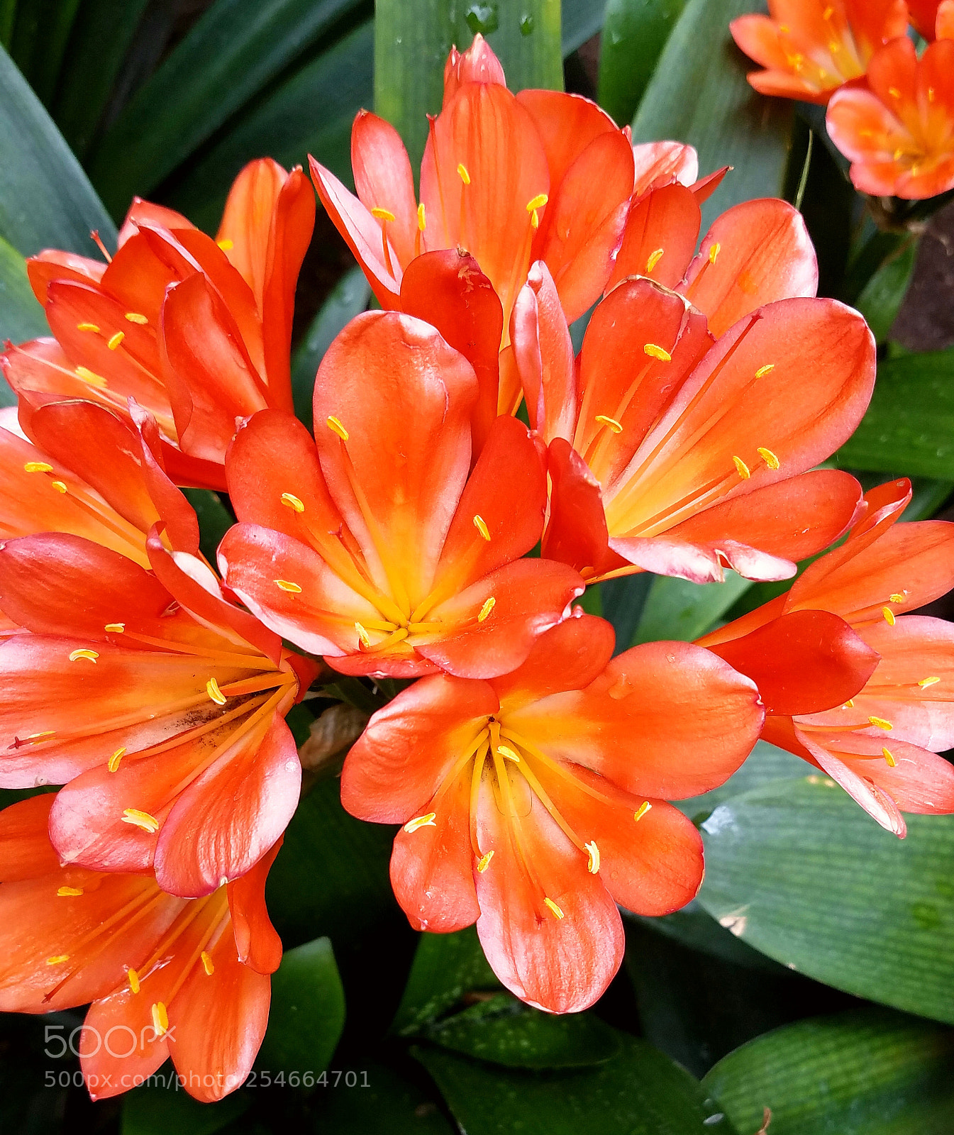 Samsung Galaxy S7 sample photo. Random flower photography