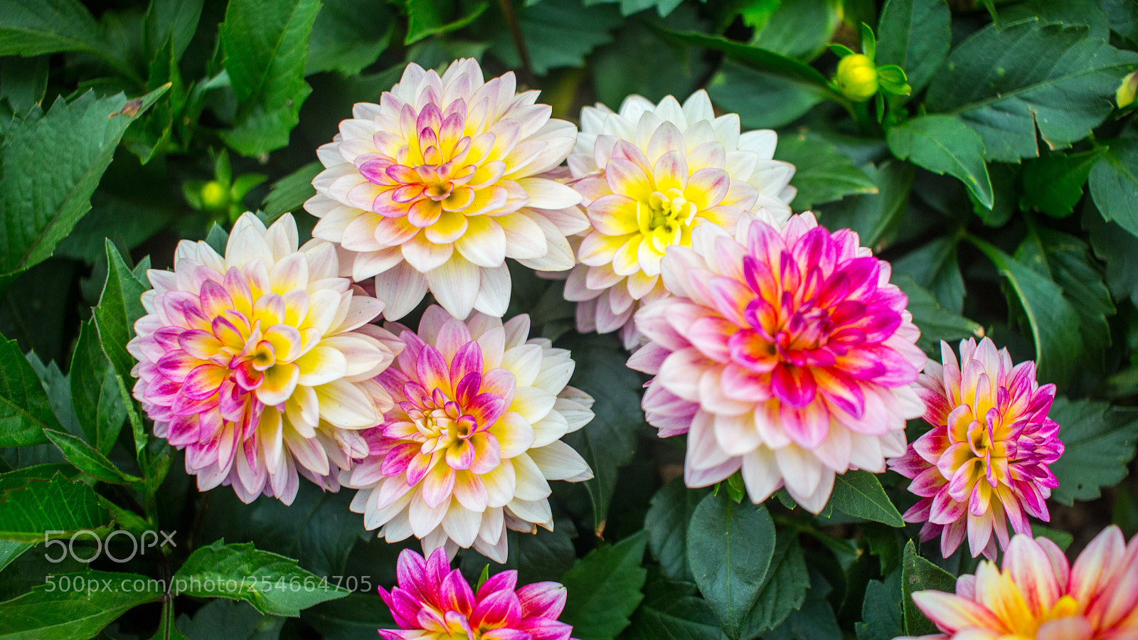 Canon EOS 700D (EOS Rebel T5i / EOS Kiss X7i) sample photo. 　　flowers  photography