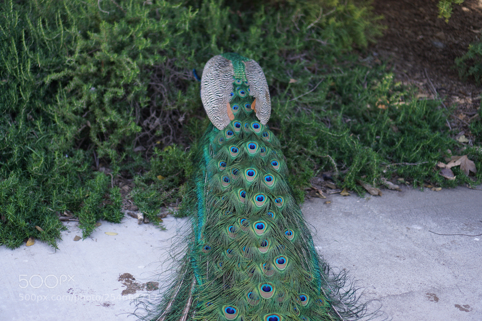 Sony a6000 sample photo. Peacock photography