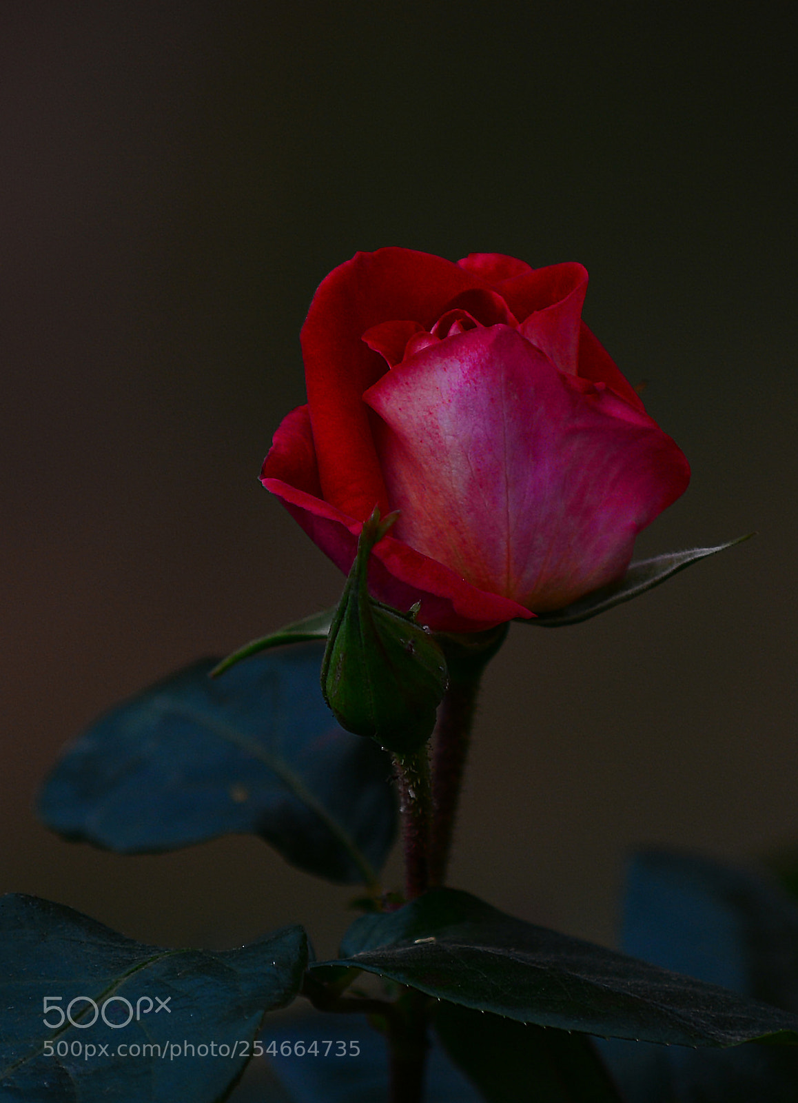 Nikon D7100 sample photo. Simply red photography