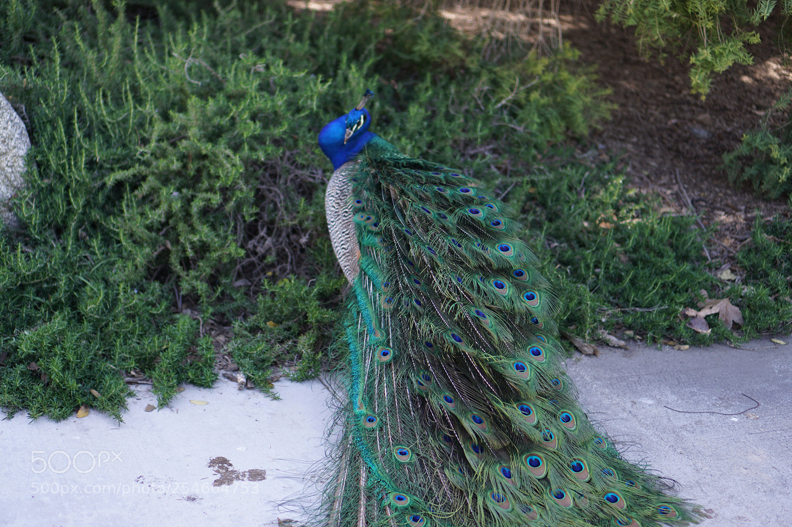 Sony a6000 sample photo. Peacock photography
