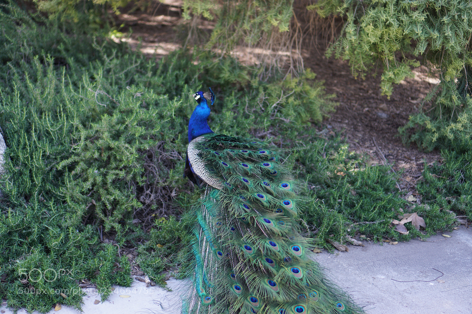 Sony a6000 sample photo. Peacock photography
