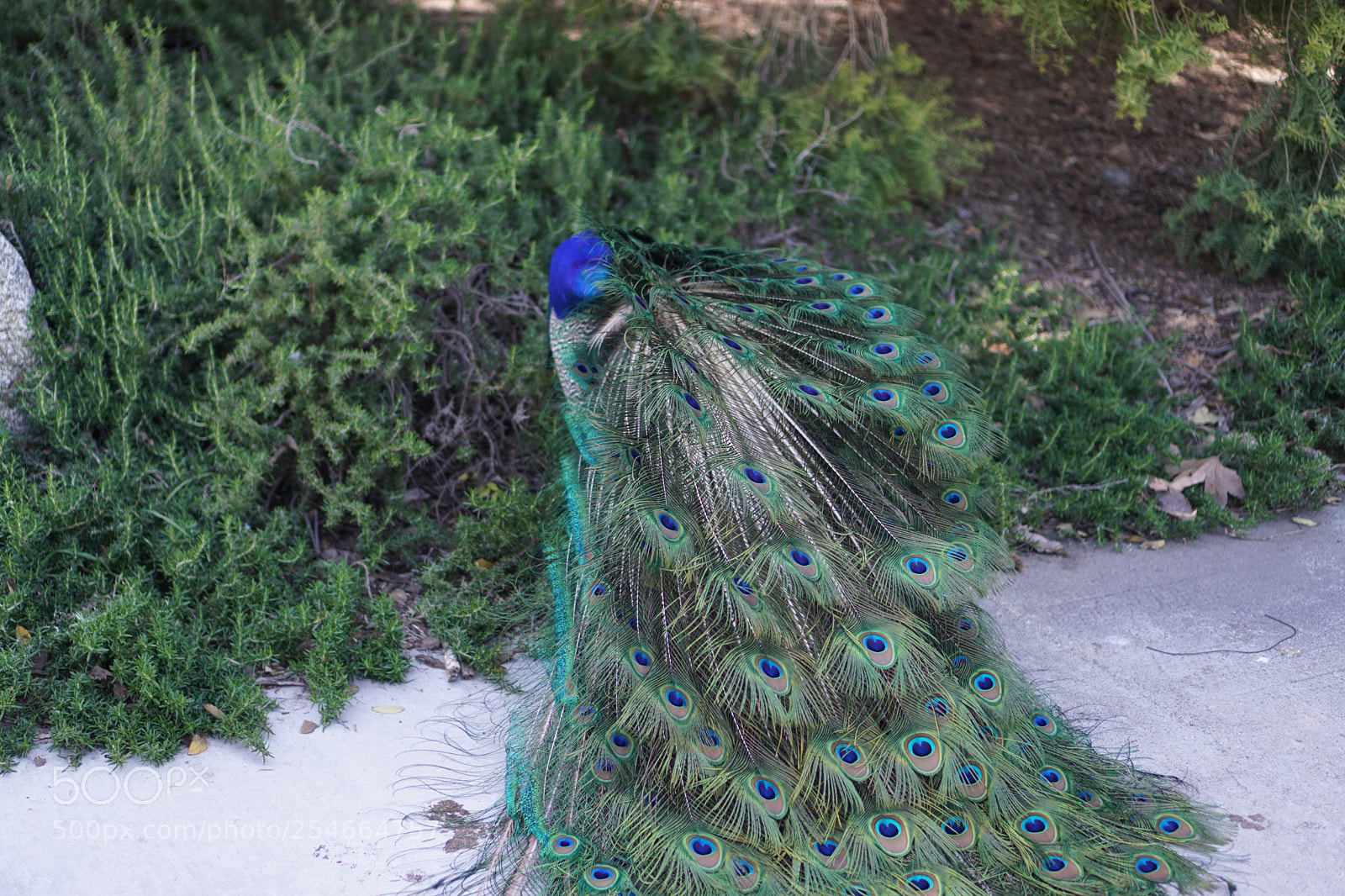 Sony a6000 sample photo. Peacock photography