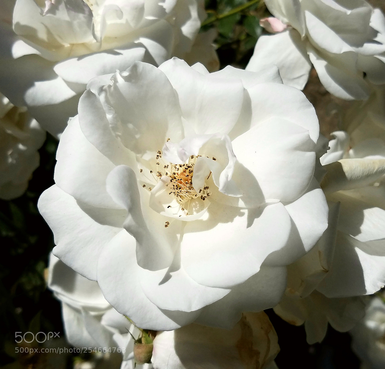 Samsung Galaxy S7 sample photo. Random flower photography