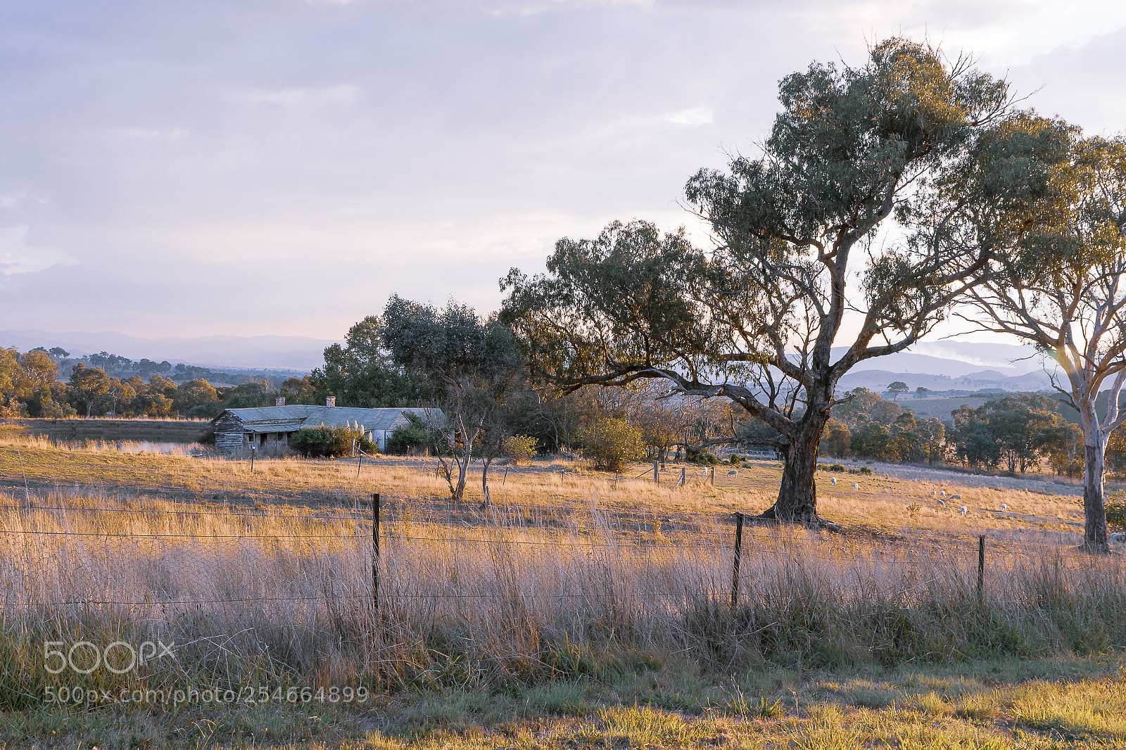 Nikon D500 sample photo. Country life in australia photography