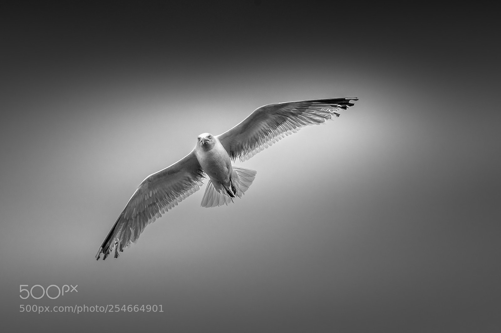 Nikon D810 sample photo. Seagull photography