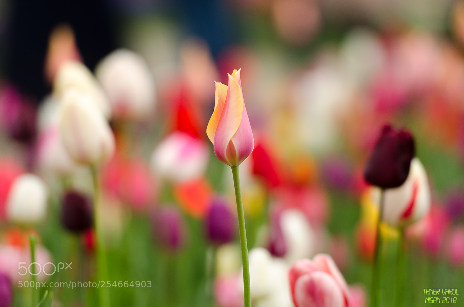 Nikon D7000 sample photo. Love - 3 photography