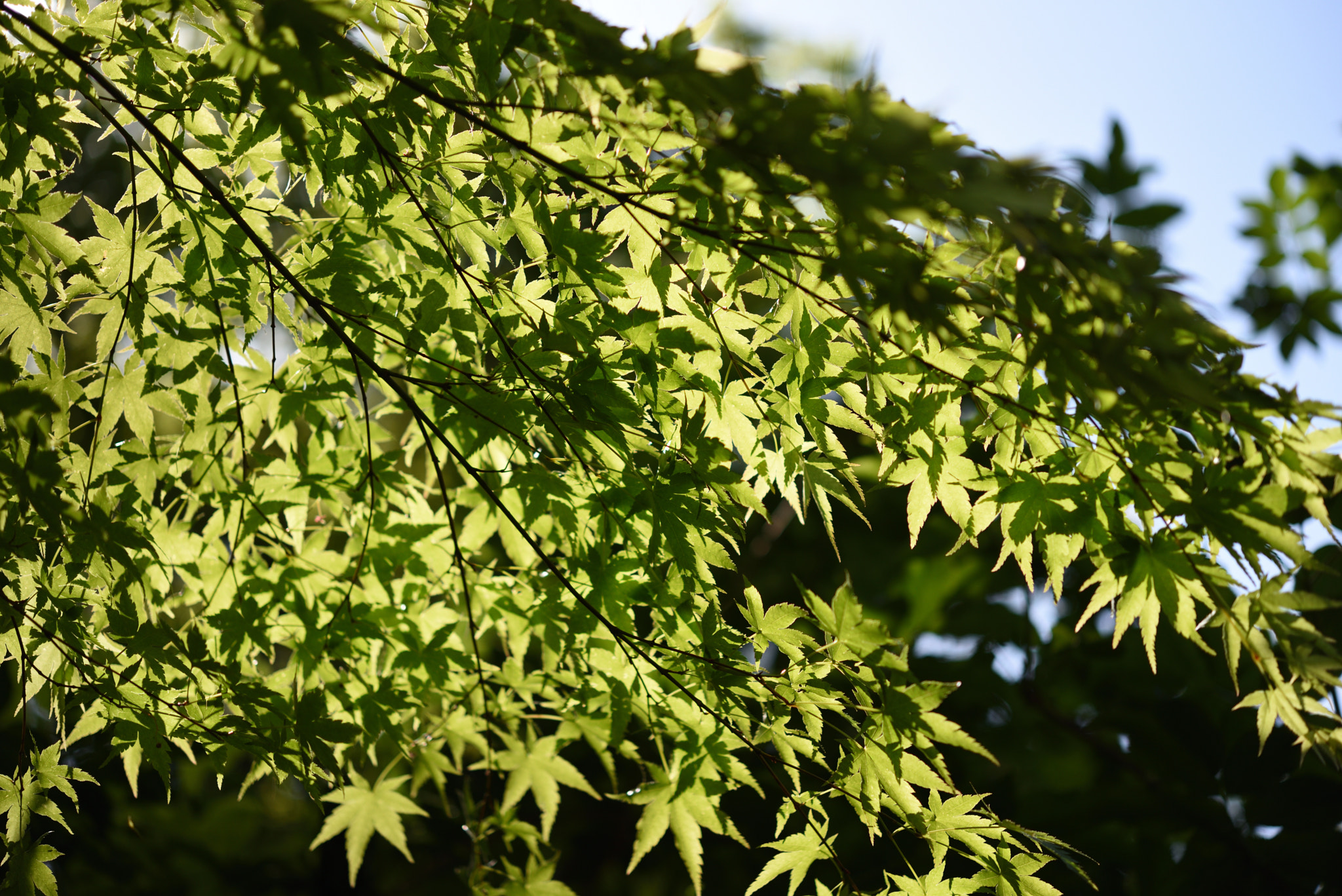 Nikon D750 + Nikon AF-S Micro-Nikkor 60mm F2.8G ED sample photo. 新緑のモミジ 金沢城公園 photography