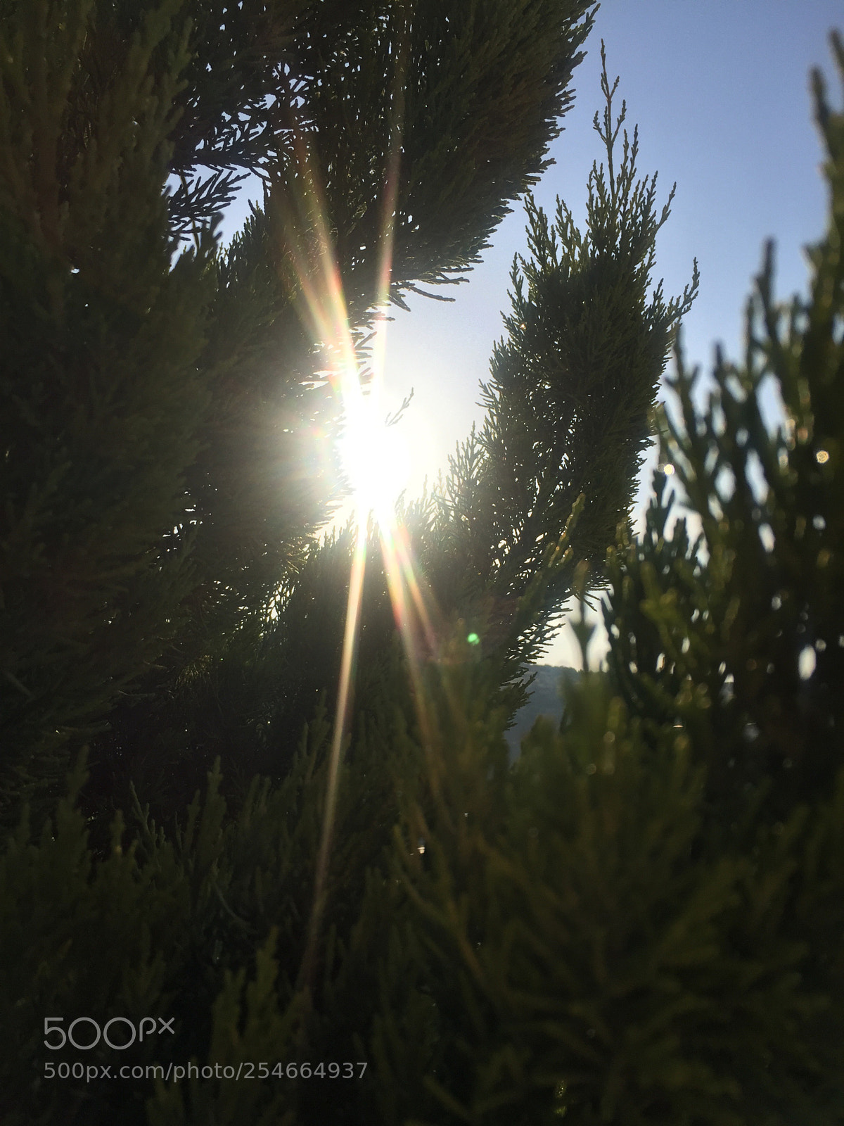 Apple iPhone 6 sample photo. Untitled photography