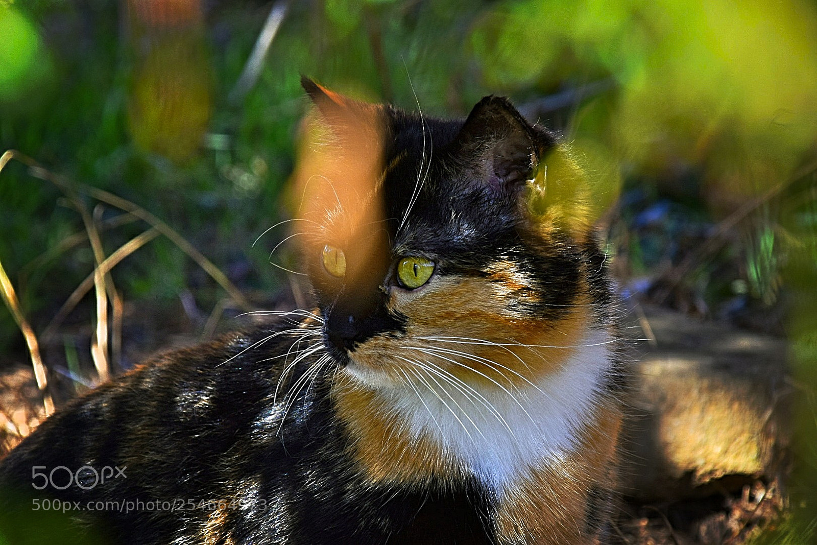 Nikon D5300 sample photo. Mit scharfen blick! photography
