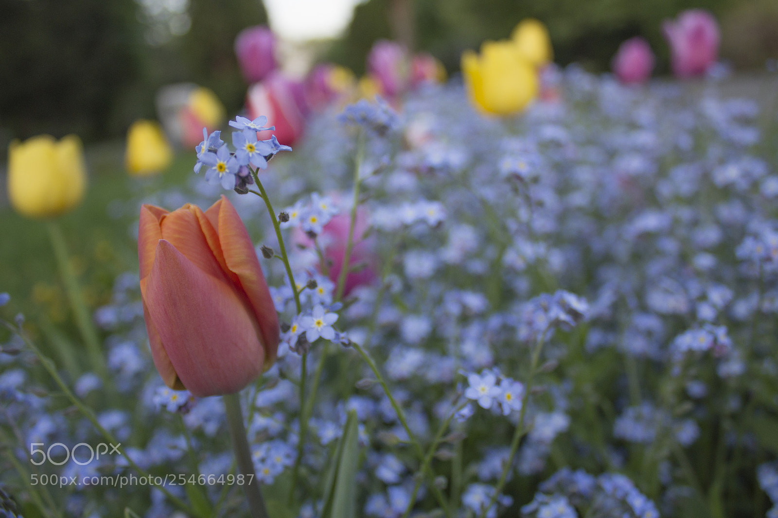 Canon EOS 1200D (EOS Rebel T5 / EOS Kiss X70 / EOS Hi) sample photo. Tulip photography