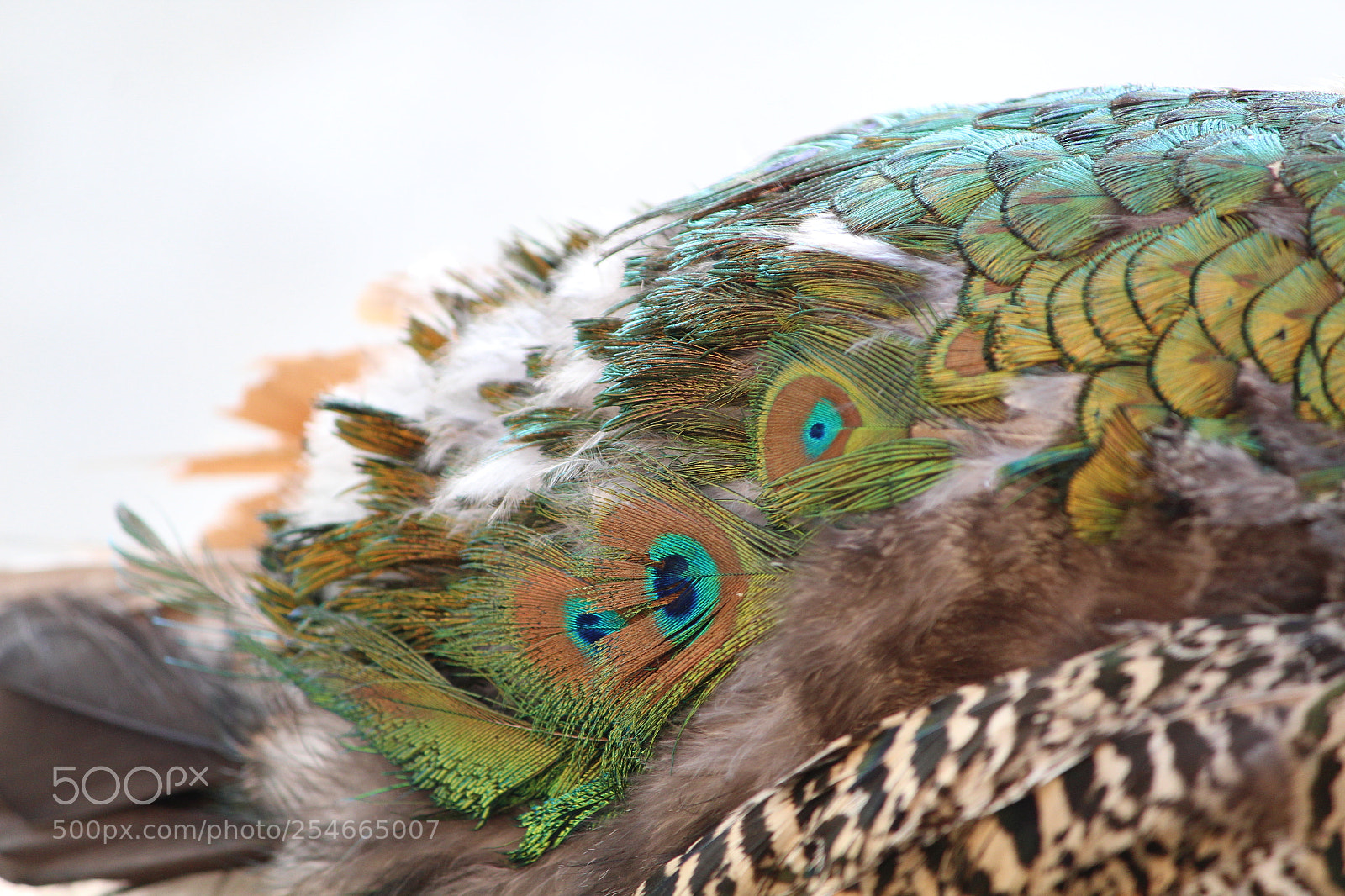 Canon EF-S 55-250mm F4-5.6 IS II sample photo. New born feathers photography