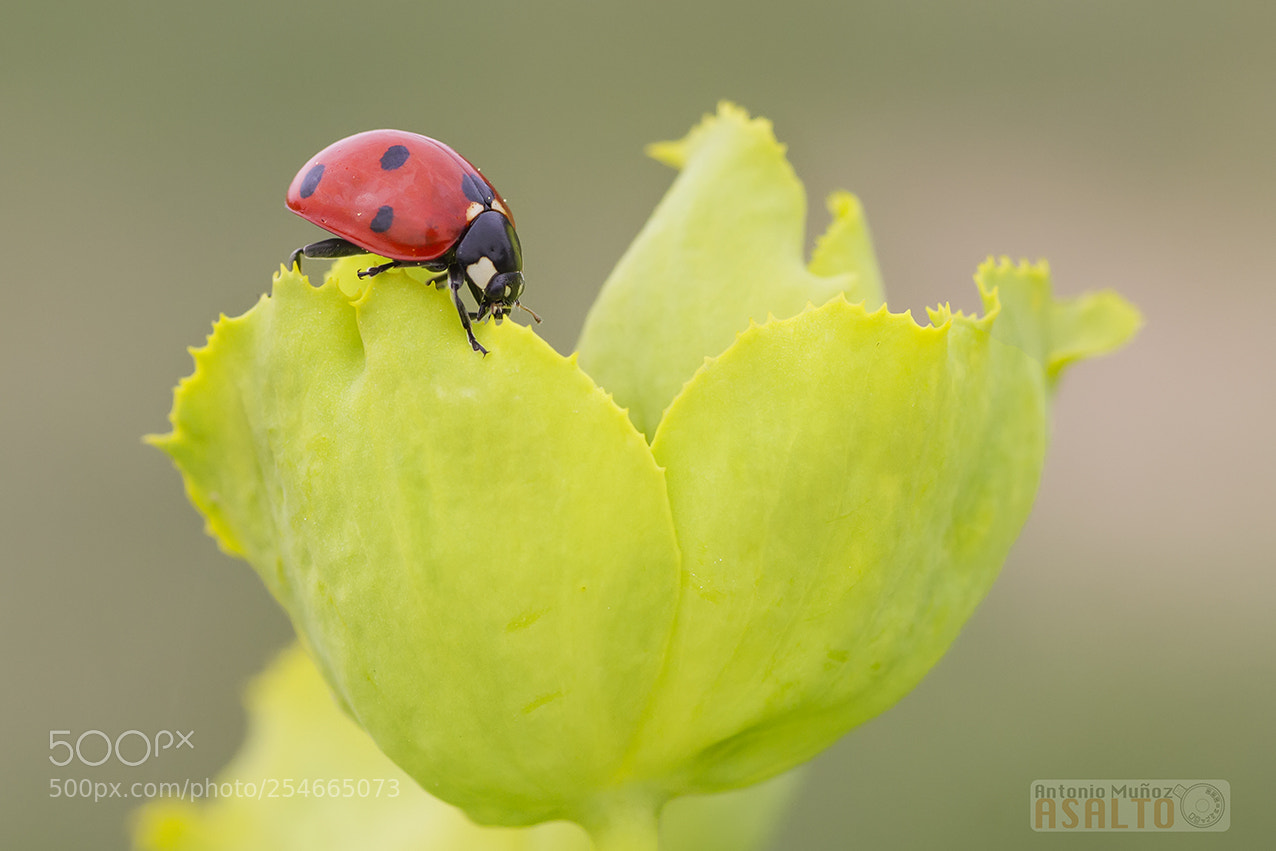 Canon EOS 7D sample photo. Euphorbia photography