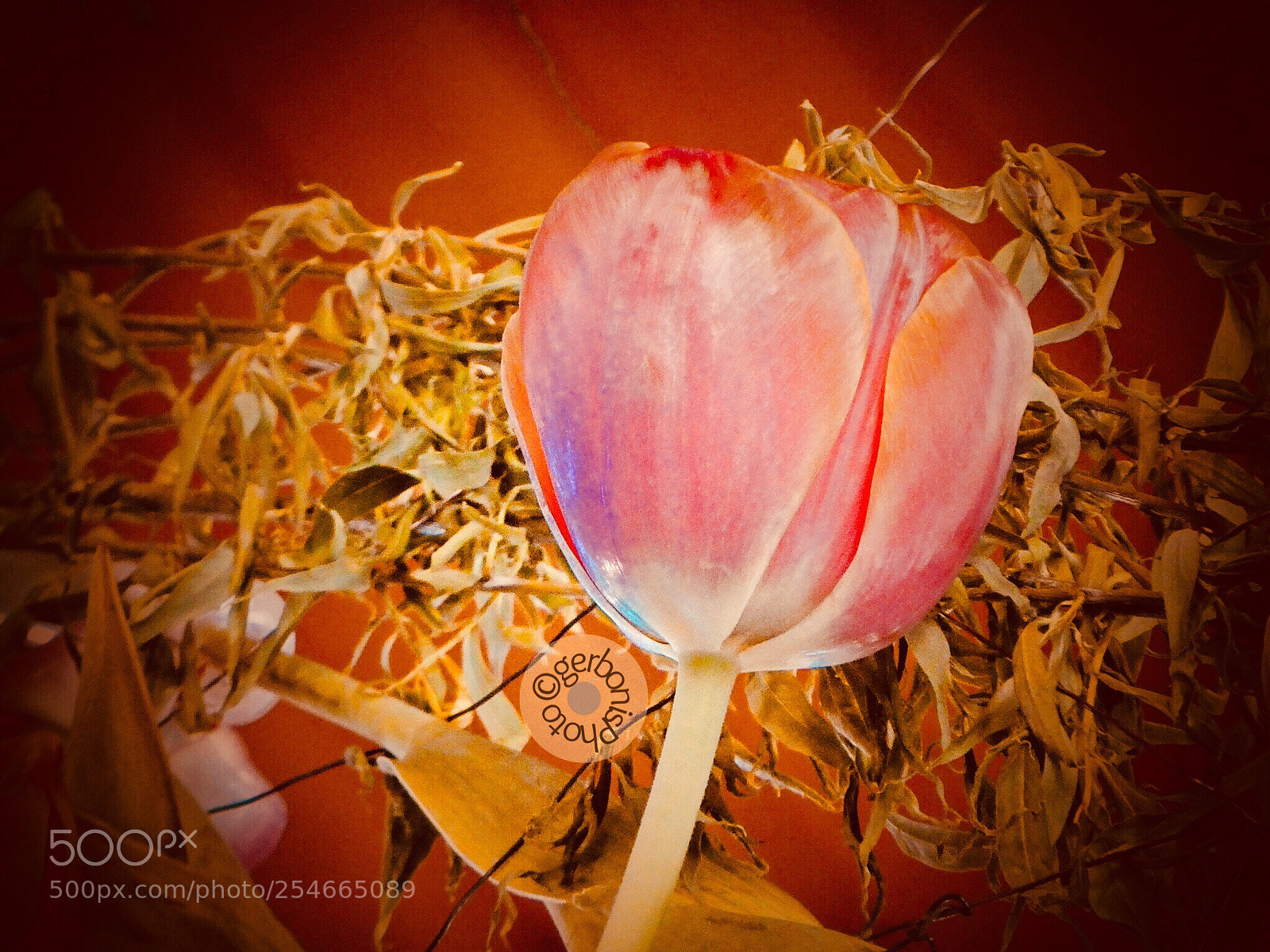 Panasonic Lumix DC-ZS70 (Lumix DC-TZ90) sample photo. The tulip... photography