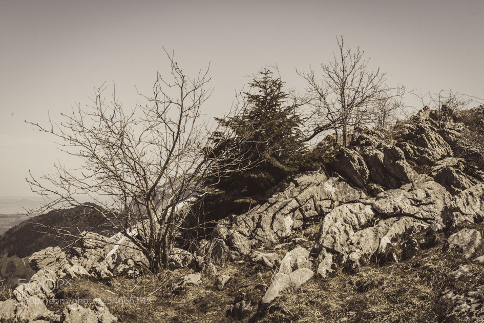 Nikon D7200 sample photo. Facebook photography