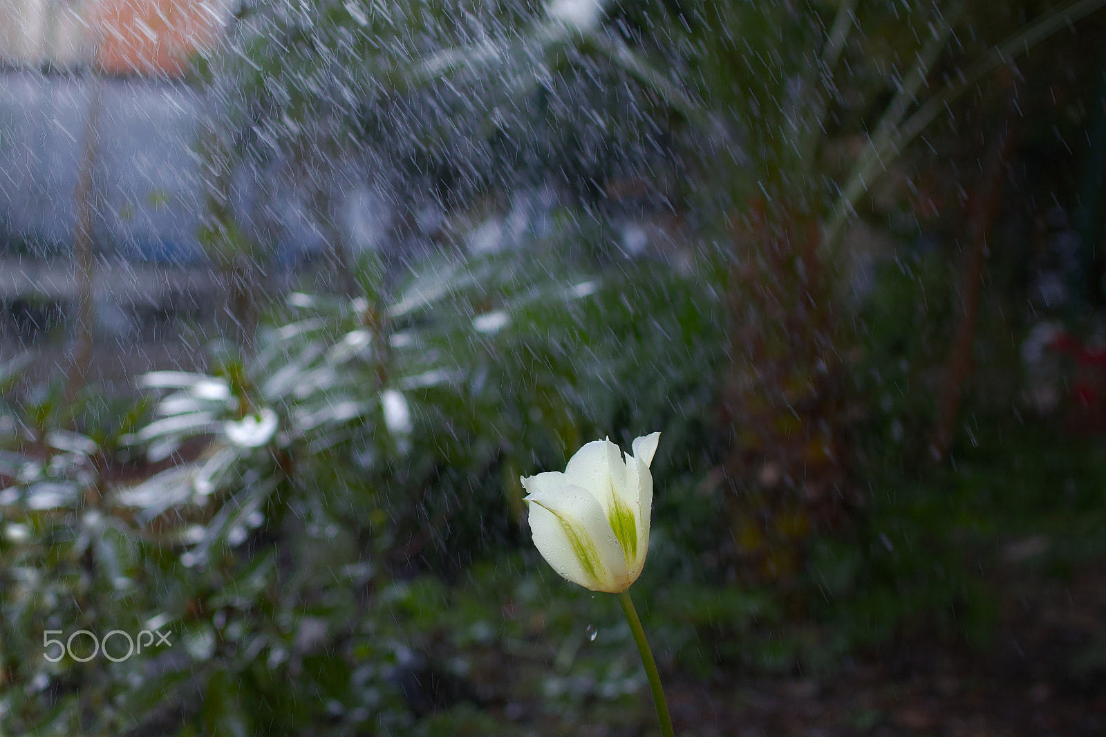 Sigma sd Quattro sample photo. Tulip in the rain photography