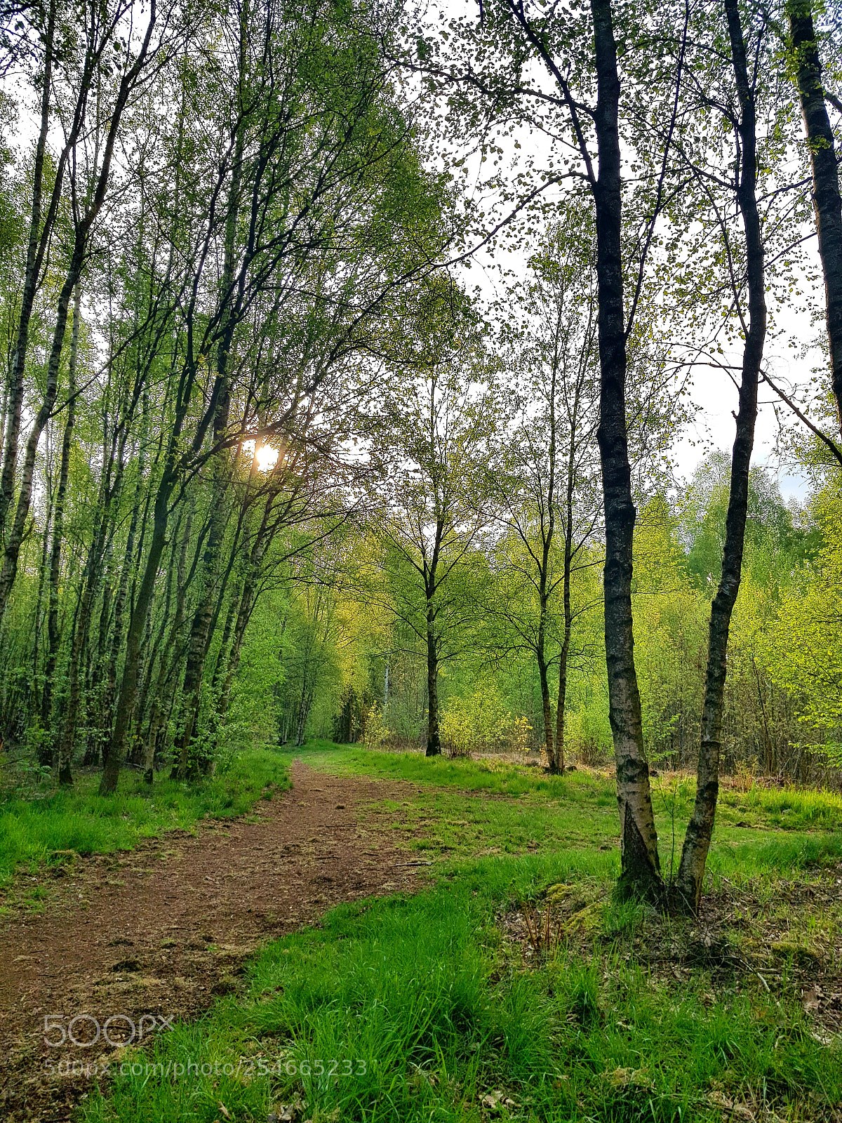 Samsung Galaxy S8 sample photo. Forrest trail photography