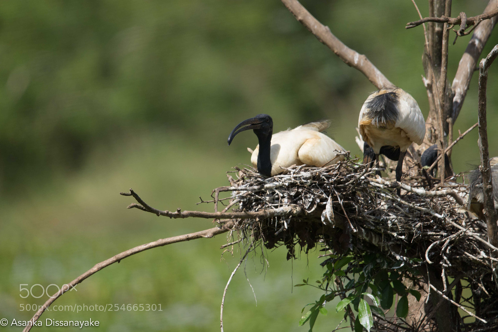 Nikon D7200 sample photo. Black-headed ibis photography