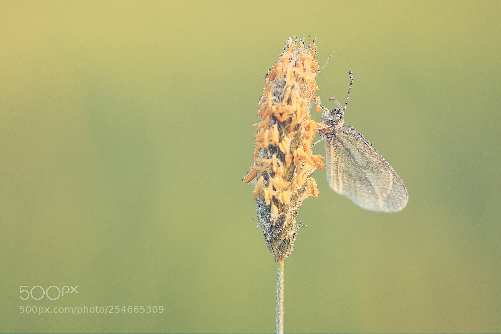 Canon EOS 80D sample photo. The butterfly photography